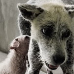 Scared Beach Stray Mama Audrey Transforms into Loving Cuddlebug