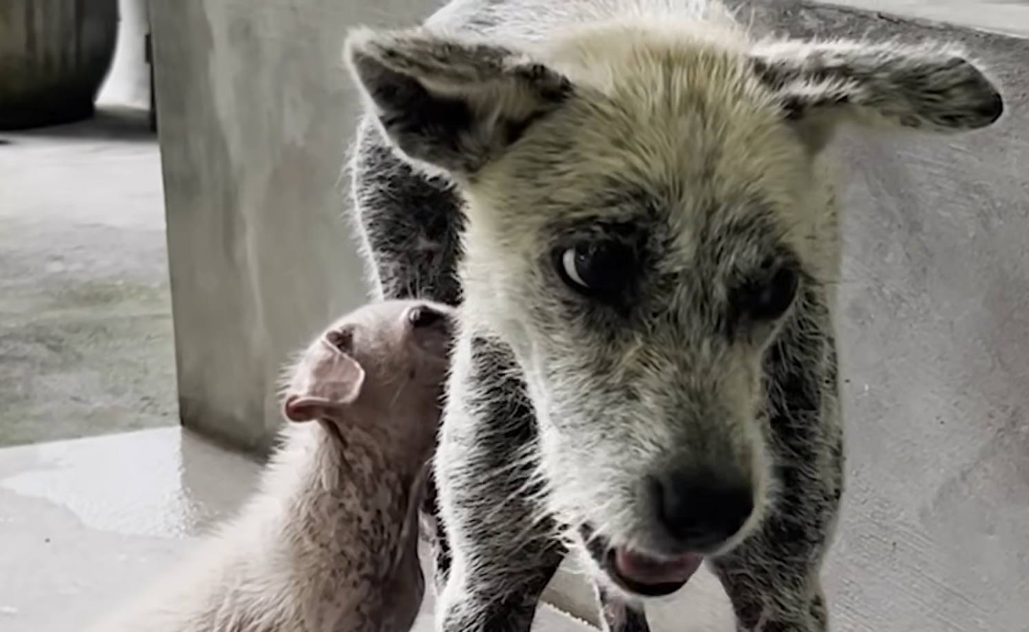 Scared Beach Stray Mama Audrey Transforms into Loving Cuddlebug