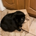 Viral Cat Revenge: Jett Pins Pesky Brother Yeti in Paper Bag After Jump Scares