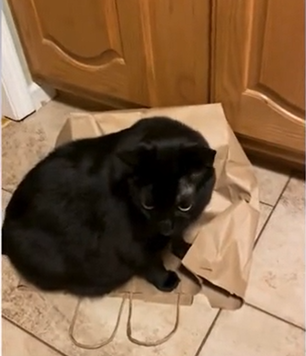 Viral Cat Revenge: Jett Pins Pesky Brother Yeti in Paper Bag After Jump Scares