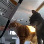 Orange Cat's Crock-Pot Mastery: Viral Video Shows Brisket Theft in Action