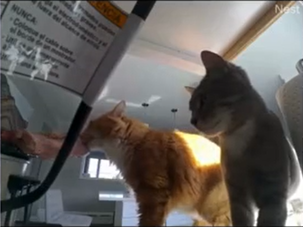 Orange Cat's Crock-Pot Mastery: Viral Video Shows Brisket Theft in Action