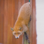 Feisty Fox's Fence Nightmare Ends in Triumphant Wild Release