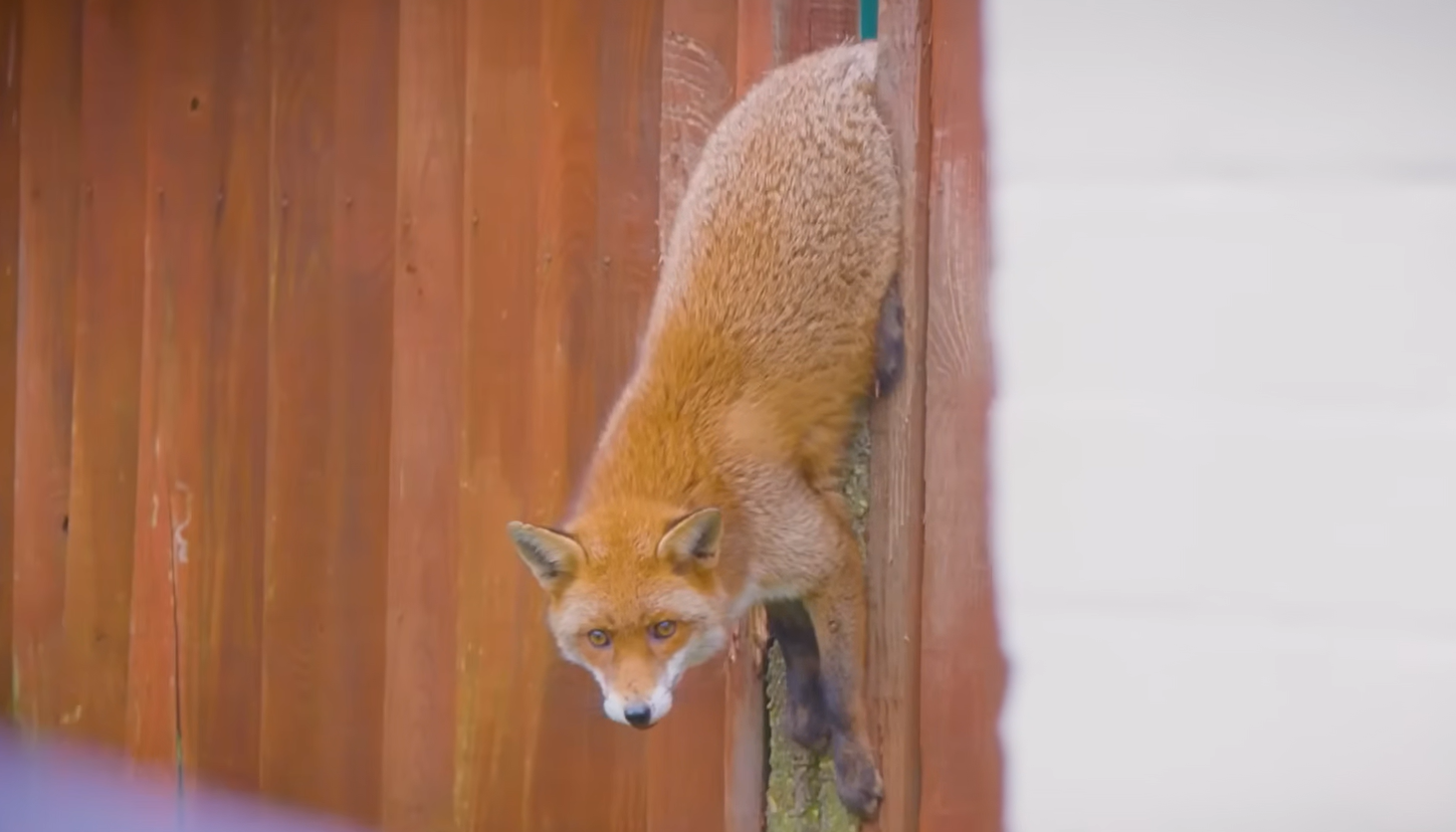Feisty Fox's Fence Nightmare Ends in Triumphant Wild Release