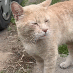 From Coyote Chase to Safe Haven: A Cat’s Incredible Turnaround