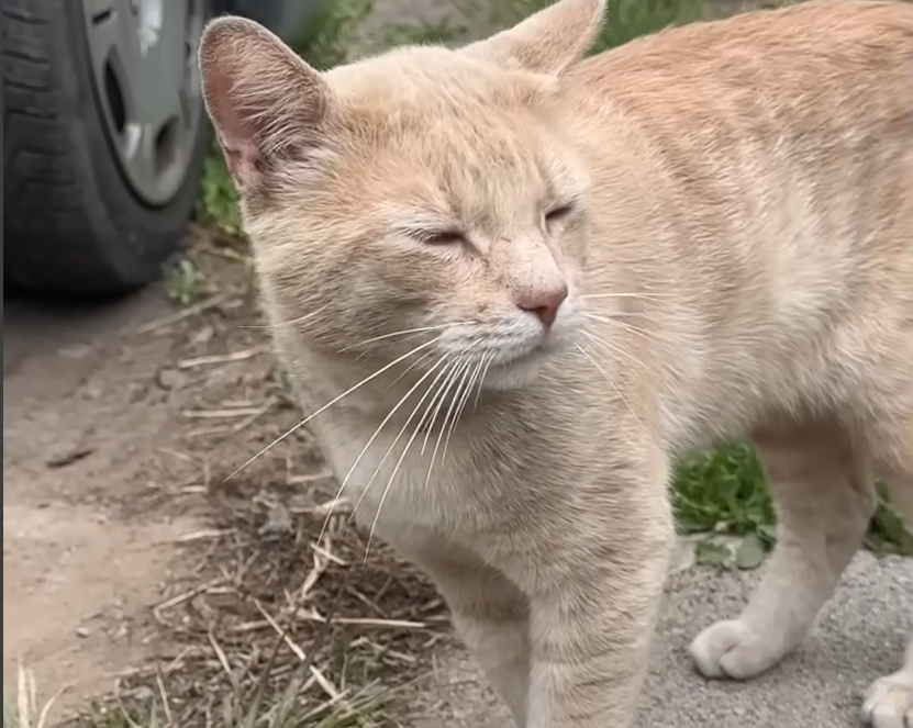 From Coyote Chase to Safe Haven: A Cat’s Incredible Turnaround