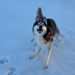 Blind Husky Dani Tastes Freedom for the First Time in Viral Emotional Breakthrough