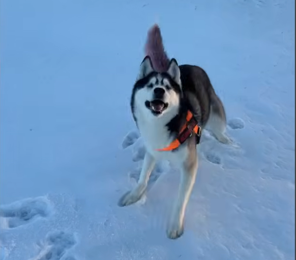 Blind Husky Dani Tastes Freedom for the First Time in Viral Emotional Breakthrough