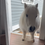 Tiny Dwarf Horse Winston Turns Woman's Back Door into His Daily Hangout