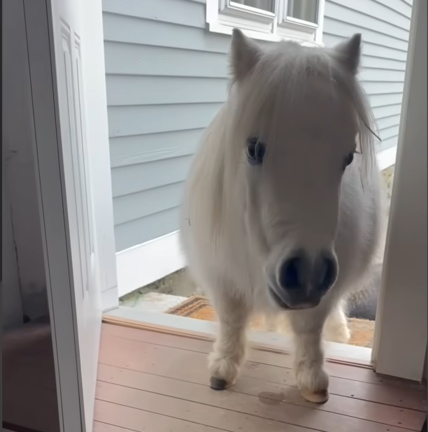 Tiny Dwarf Horse Winston Turns Woman's Back Door into His Daily Hangout