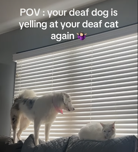 Unheard Barks: Deaf Dog's Feisty Outburst Leaves Cat Sibling Blissfully Unfazed