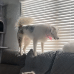 Unheard Barks: Deaf Dog's Feisty Outburst Leaves Cat Sibling Blissfully Unfazed