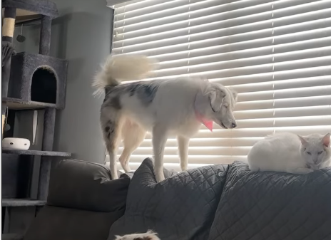 Unheard Barks: Deaf Dog's Feisty Outburst Leaves Cat Sibling Blissfully Unfazed