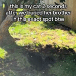 Cat's Poignant Gesture on Brother's Grave Sparks Emotional Wave on TikTok