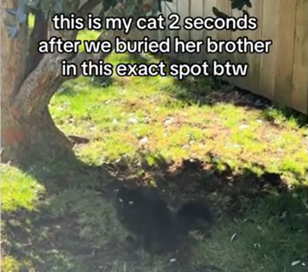 Cat's Poignant Gesture on Brother's Grave Sparks Emotional Wave on TikTok