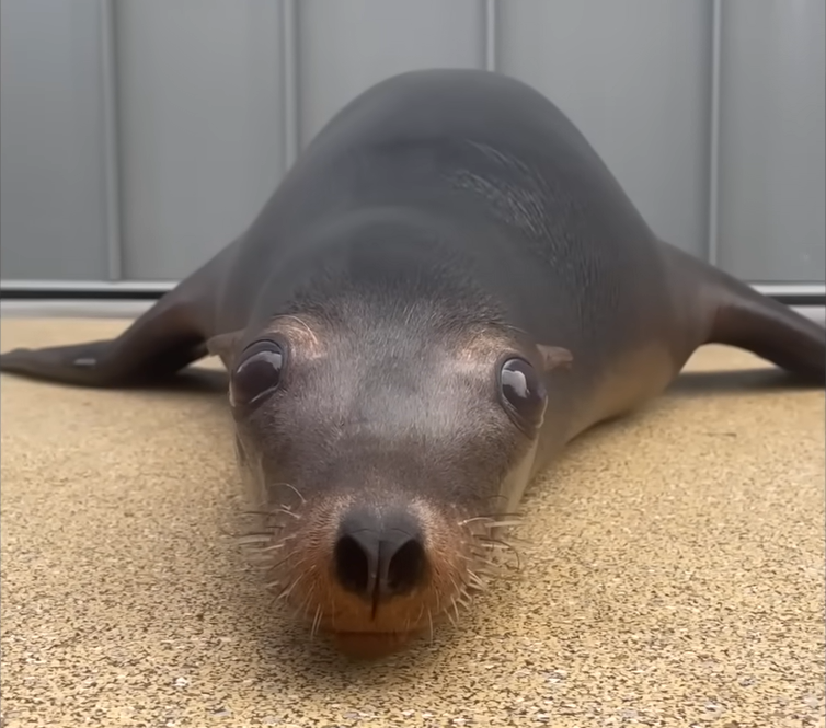 Rescued Sea Lion Pup's Jaw-Dropping Transformation Stuns Wildlife Lovers