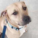 Valentine's Day Rescue: Couple Pulls Two Dogs from Euthanasia List in Ultimate Act of Love