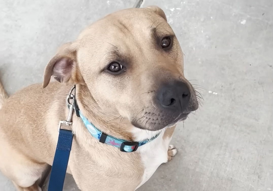 Valentine's Day Rescue: Couple Pulls Two Dogs from Euthanasia List in Ultimate Act of Love