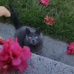 Stray Cat's Daily Flower Gifts Win Over Woman in Unforgettable Adoption Story