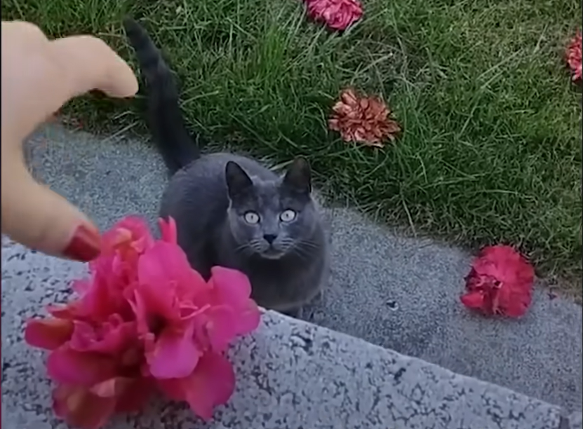 Stray Cat's Daily Flower Gifts Win Over Woman in Unforgettable Adoption Story