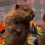 Rejected Beaver Archer Forges Heartwarming Bond with Rescue Companion Quiver