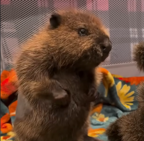 Rejected Beaver Archer Forges Heartwarming Bond with Rescue Companion Quiver