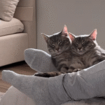 Cats Ash and Chorizo Rewrite the Rules of Cuddle Time in Viral Video