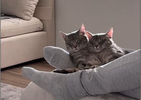 Cats Ash and Chorizo Rewrite the Rules of Cuddle Time in Viral Video