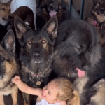 The Only Girl in Seven German Shepherds: Young River's Heartwarming Pack of Protectors