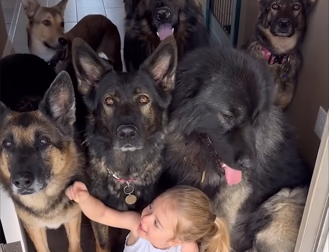 The Only Girl in Seven German Shepherds: Young River's Heartwarming Pack of Protectors