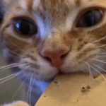 Dexter the Orange Cat's Cardboard Obsession Captivates Pet Lovers Worldwide