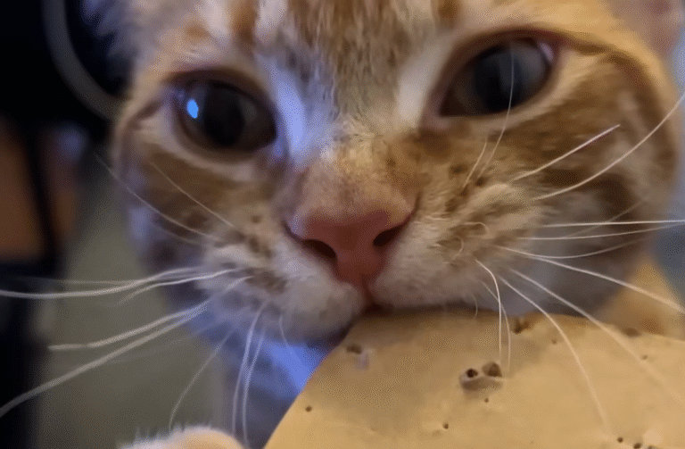 Dexter the Orange Cat's Cardboard Obsession Captivates Pet Lovers Worldwide