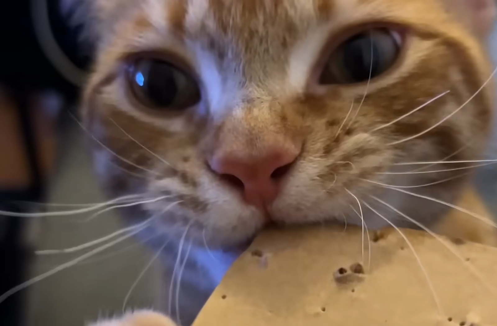 Dexter the Orange Cat's Cardboard Obsession Captivates Pet Lovers Worldwide