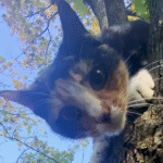 Local Hero Scales 30-Foot Tree to Save Cat Trapped for Four Days After Police Decline Help