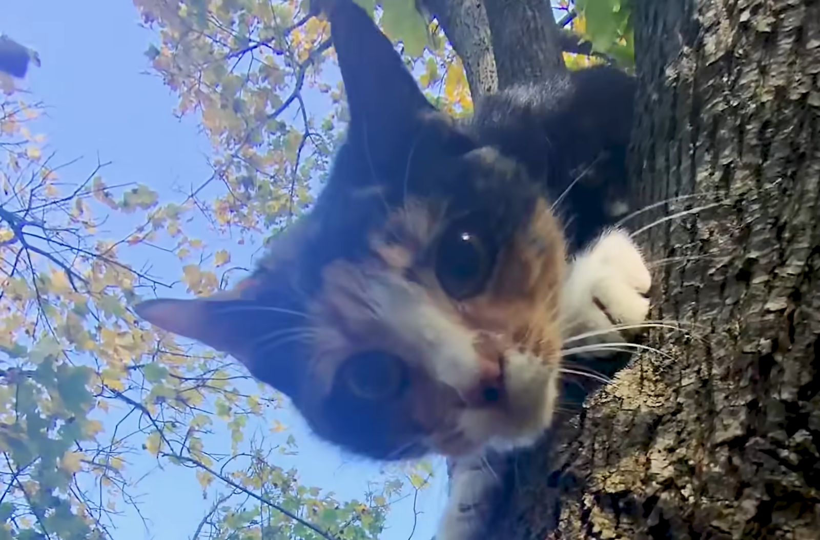 Local Hero Scales 30-Foot Tree to Save Cat Trapped for Four Days After Police Decline Help