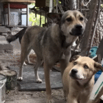 Rescuers Thwart Desperate Man's Plan to Eat His Dog's Puppies in Tense Village Standoff