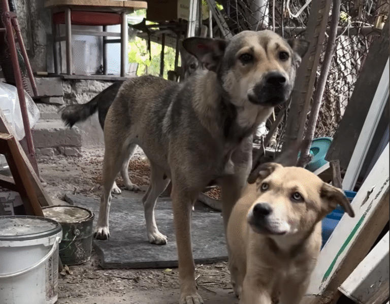 Rescuers Thwart Desperate Man's Plan to Eat His Dog's Puppies in Tense Village Standoff