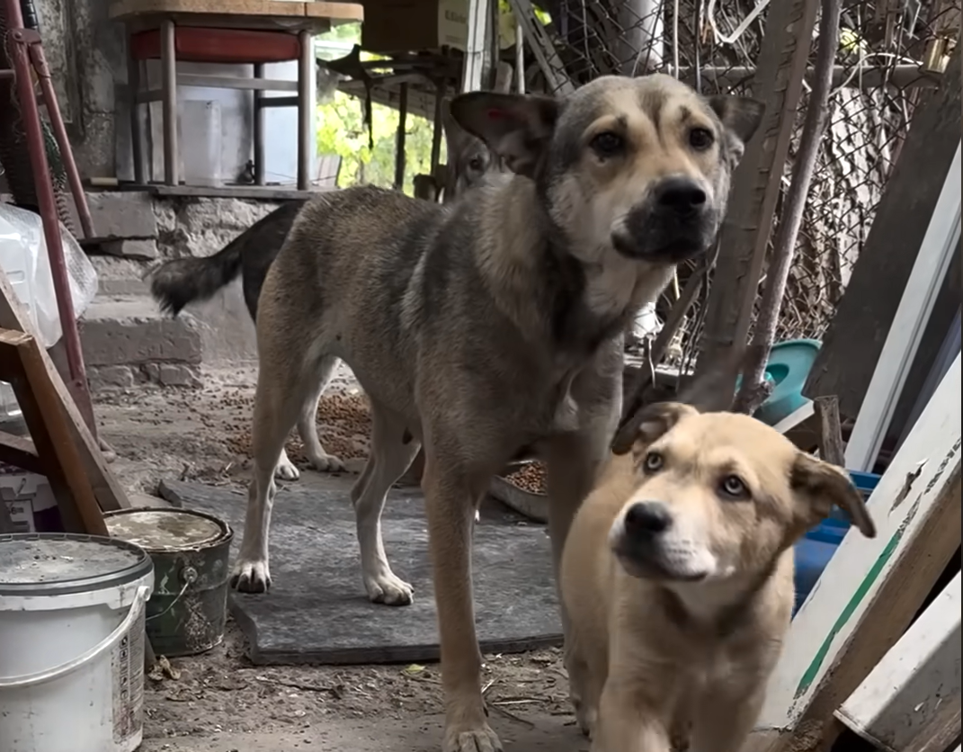 Rescuers Thwart Desperate Man's Plan to Eat His Dog's Puppies in Tense Village Standoff