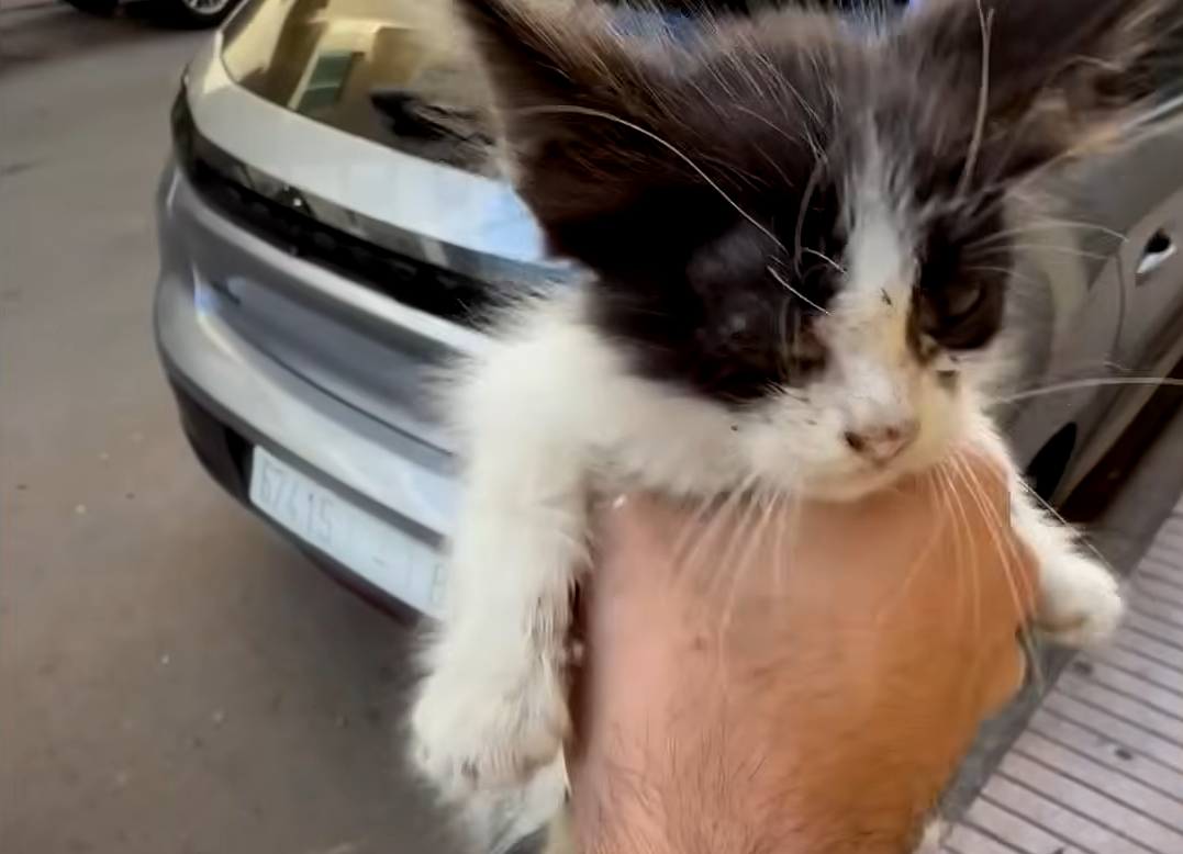Tiny Kitten's Desperate Cries Prompt Daring Rescue by Cat Hero Yassine