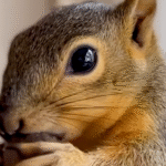 Couple's Heartwarming Rescue of Baby Squirrel Sparks Unbreakable Bond and Daily Visits