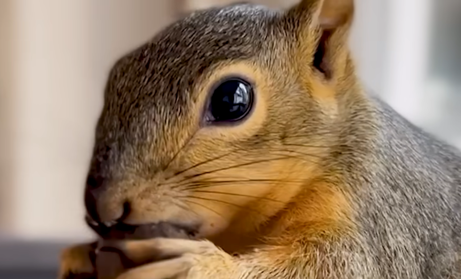 Couple's Heartwarming Rescue of Baby Squirrel Sparks Unbreakable Bond and Daily Visits