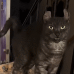 Meet Meevin: Fluffiest Sensation with Ears Like Parentheses