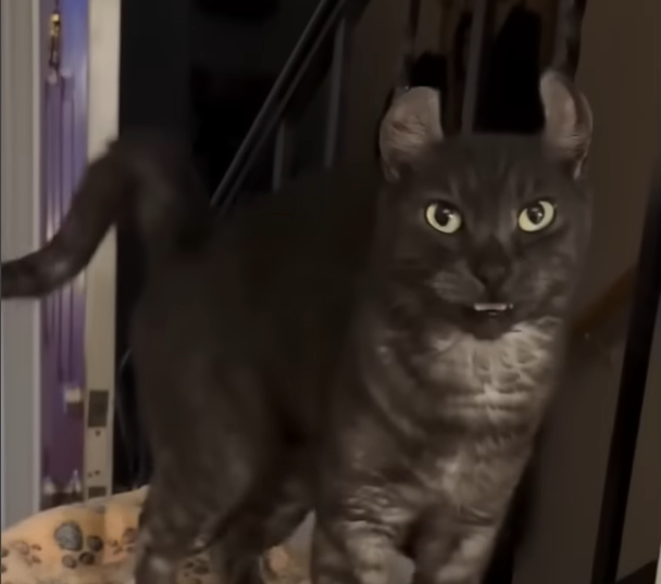 Meet Meevin: Fluffiest Sensation with Ears Like Parentheses