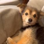 Neglected Senior Dog Ziggy Embraces Puppy Life in Heartwarming Rescue Story