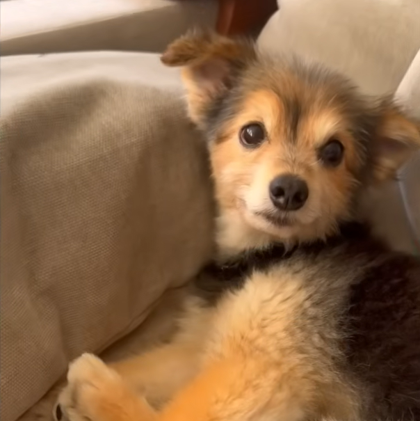 Neglected Senior Dog Ziggy Embraces Puppy Life in Heartwarming Rescue Story