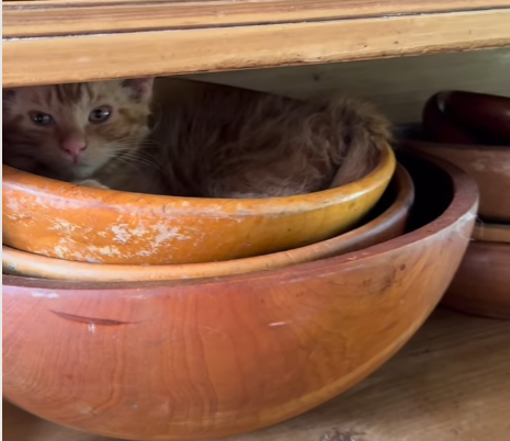 Mom's Frenzied Search for Missing Indoor Cat Reveals Cozy Kitchen Hideaway