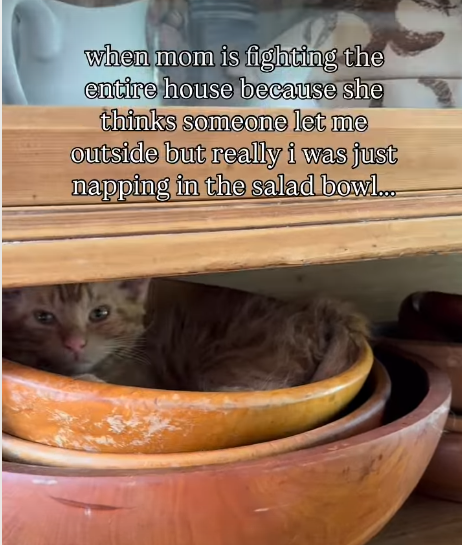 Mom's Frenzied Search for Missing Indoor Cat Reveals Cozy Kitchen Hideaway