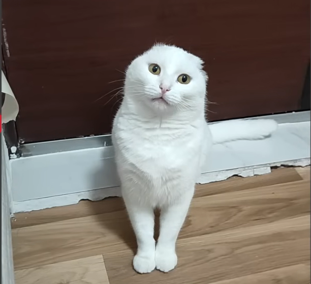 The Painful Truth Behind This Beautiful Cat’s Story