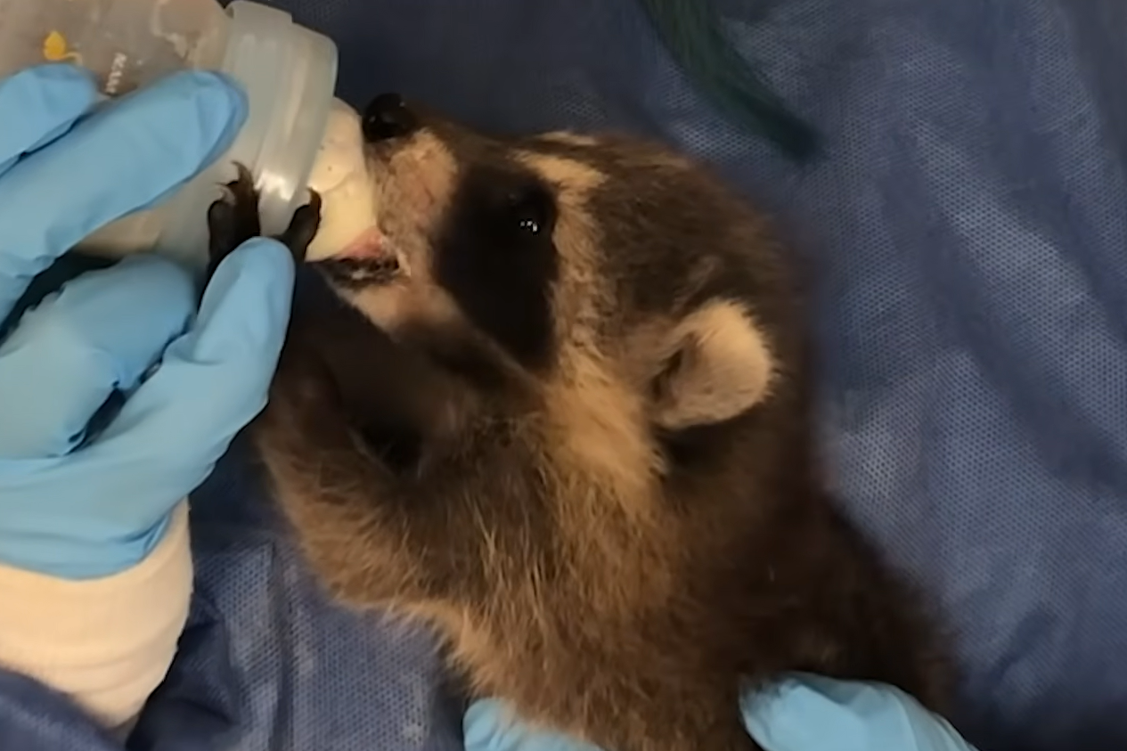 Impossibly Tiny Raccoon Tallulah Forms Unbreakable Bond with Ziggy, Twice Her Size