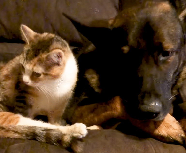 Tiny Disabled Kitten Forms Lifelong Bond with Massive German Shepherd Protector